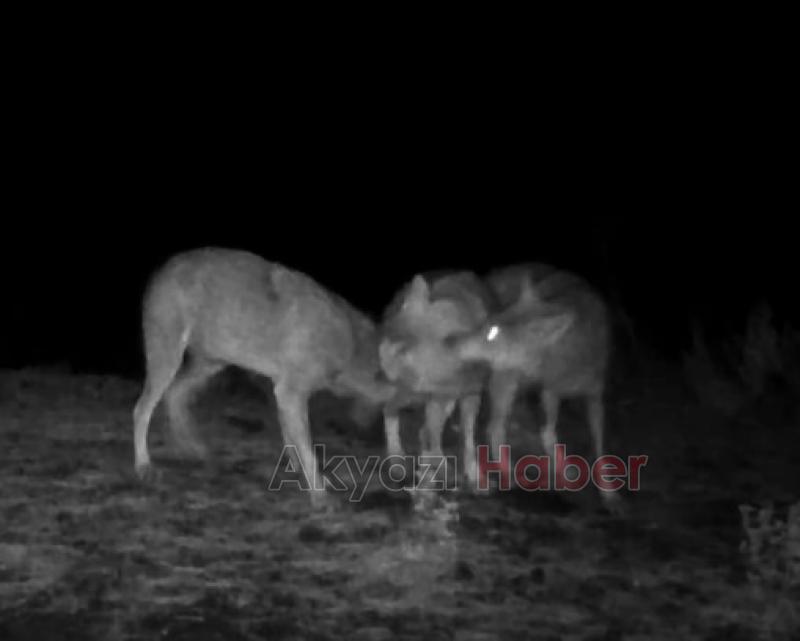 Yaban hayvanları böyle görüntülendi