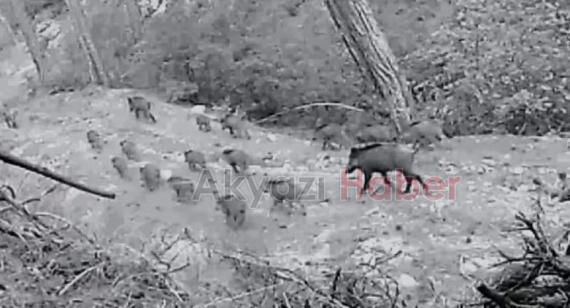 Yaban hayvanları böyle görüntülendi