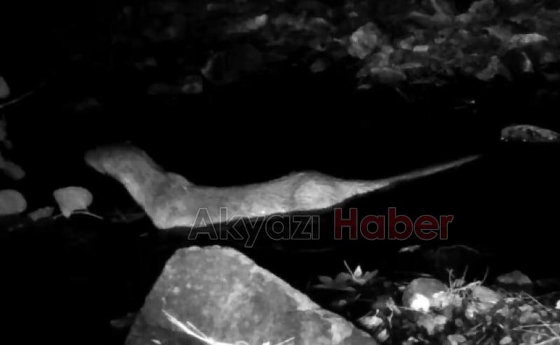 Yaban hayvanları böyle görüntülendi