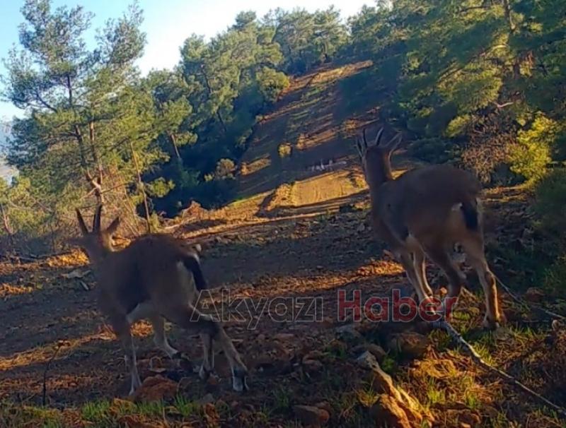Yaban hayvanları böyle görüntülendi