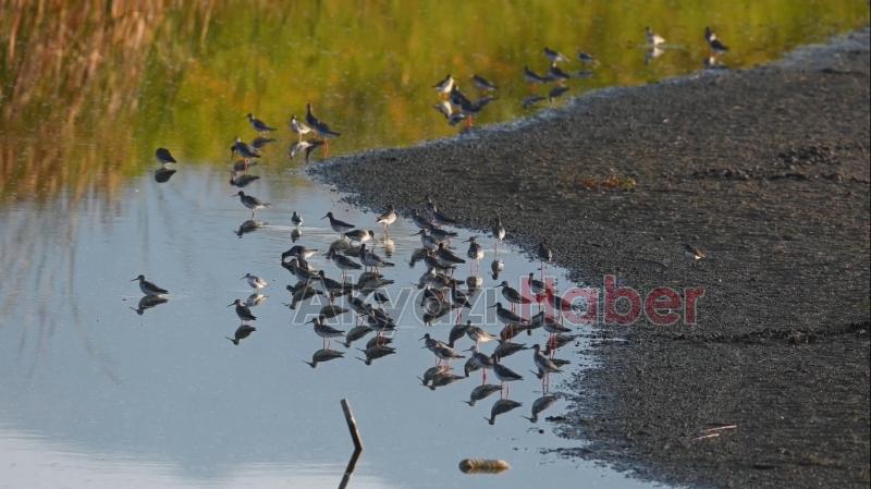 23 bin 794 kuş halkalandı