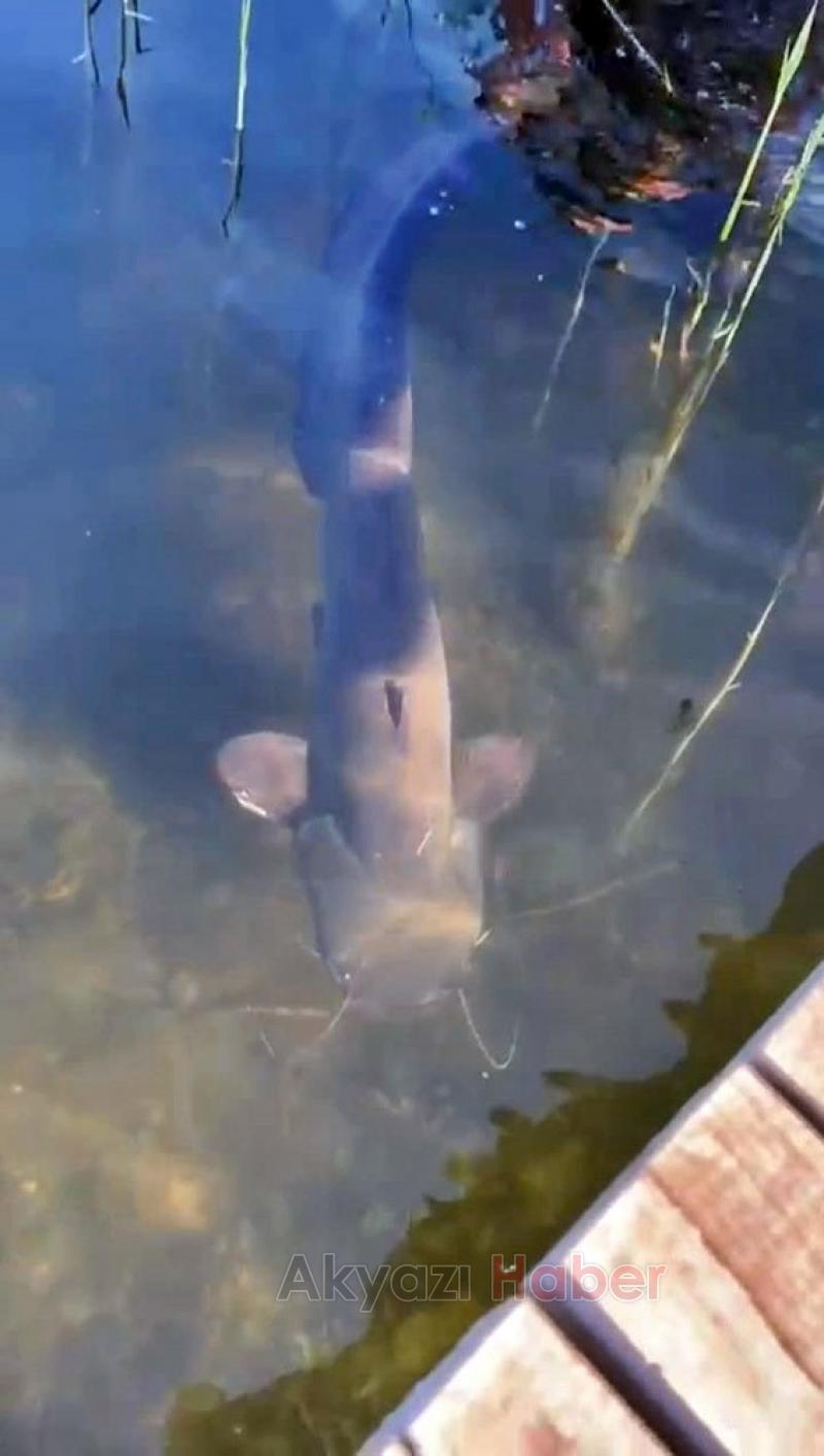 Sapanca Gölü'nde dev yayın yakaladı