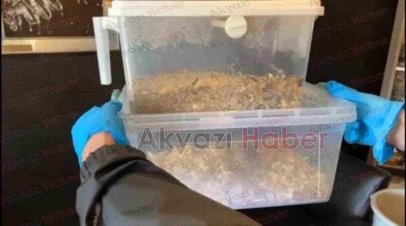 Evinden iki piton yılanı çıktı