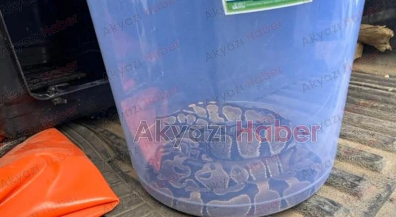 Evinden iki piton yılanı çıktı