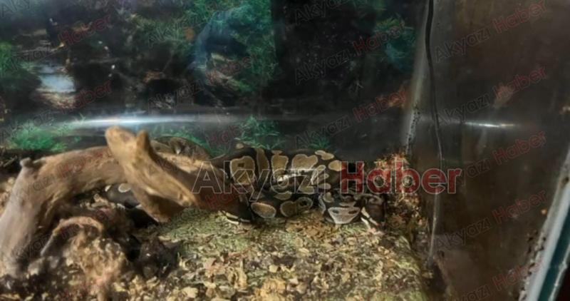 Evinden iki piton yılanı çıktı