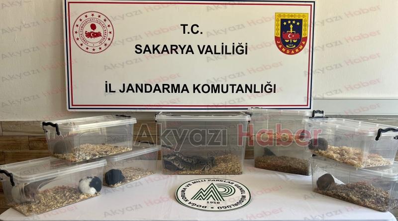 Evinden iki piton yılanı çıktı