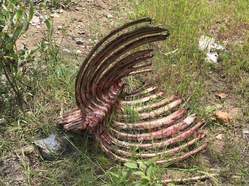 Akyazı'da etleri sıyrılmış at kemikleri bulundu