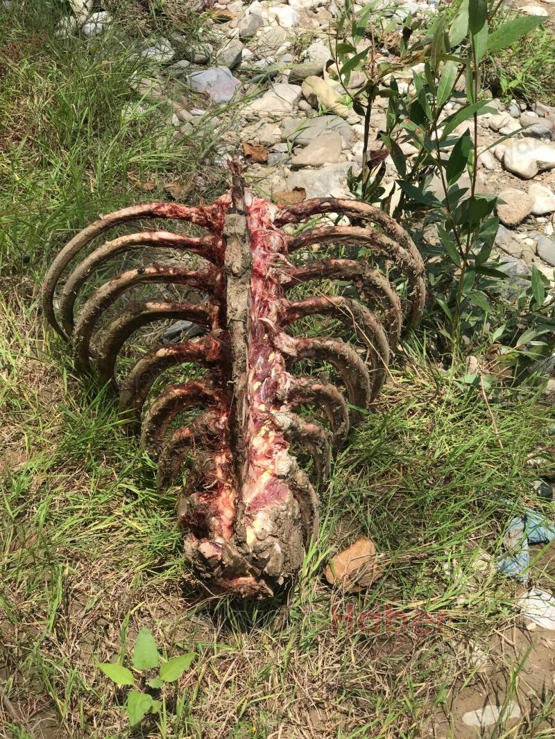 Akyazı'da etleri sıyrılmış at kemikleri bulundu