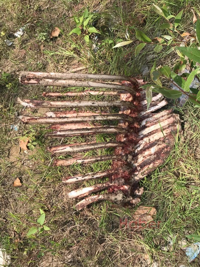 Akyazı'da etleri sıyrılmış at kemikleri bulundu