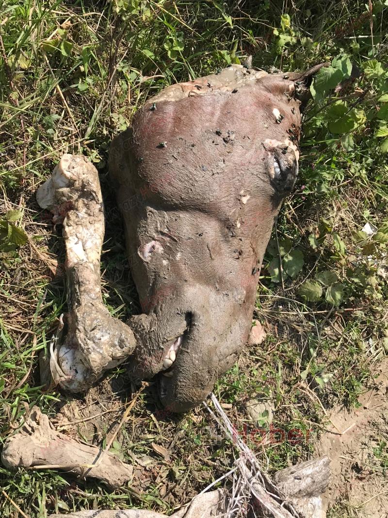 Akyazı'da etleri sıyrılmış at kemikleri bulundu