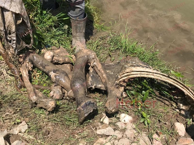 Akyazı'da etleri sıyrılmış at kemikleri bulundu