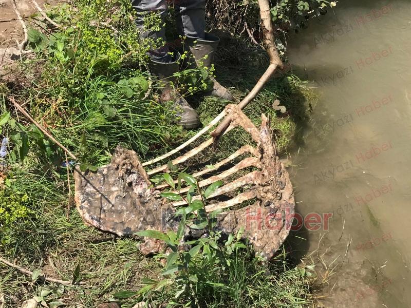 Akyazı'da etleri sıyrılmış at kemikleri bulundu