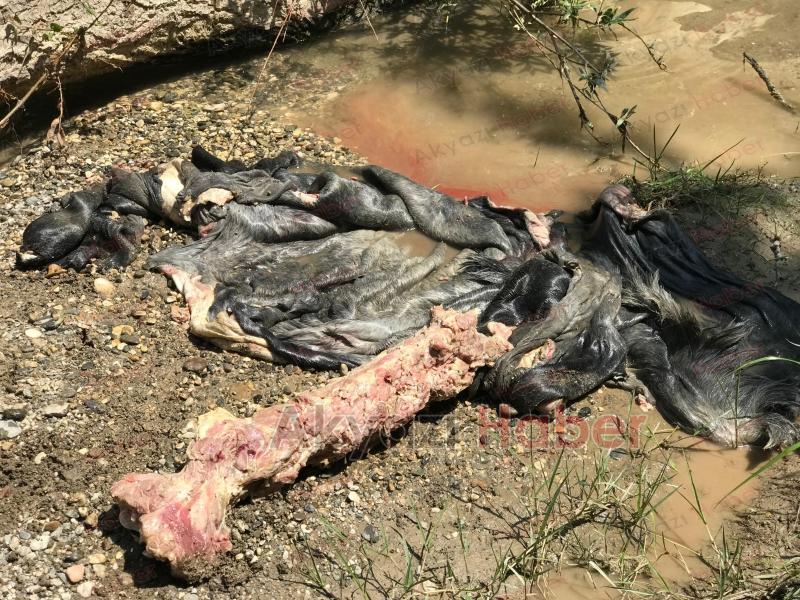 Akyazı'da etleri sıyrılmış at kemikleri bulundu