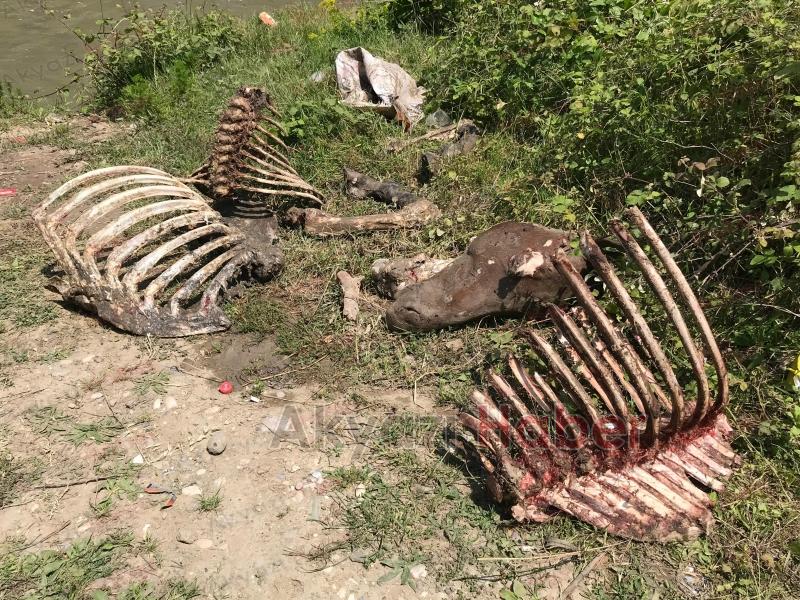 Akyazı'da etleri sıyrılmış at kemikleri bulundu