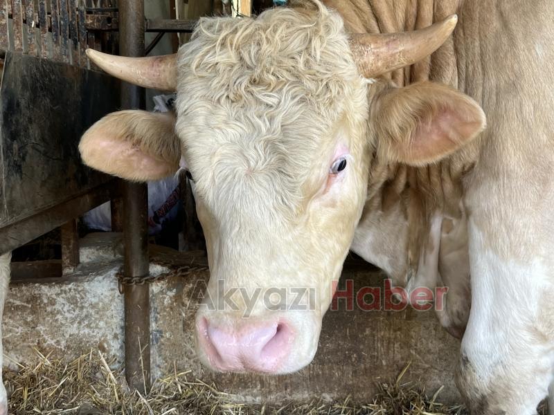 1 ton 100 kiloluk kurbanlık satıldı