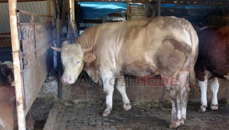 1 ton 100 kiloluk kurbanlık satıldı