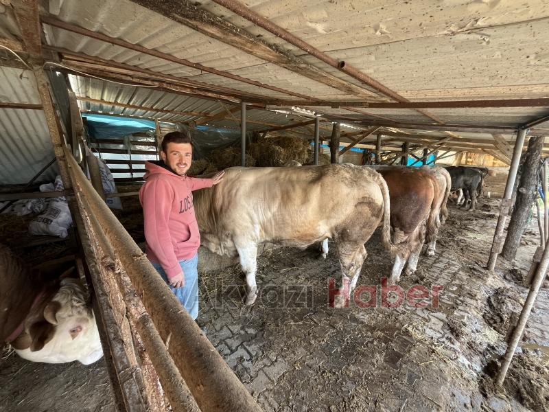 1 ton 100 kiloluk kurbanlık satıldı