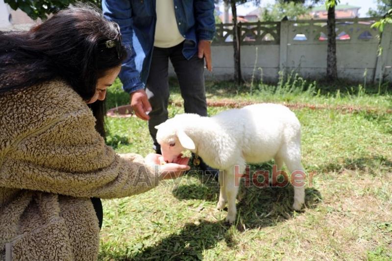 Kuzusu peşinden hiç ayrılmıyor, nereye gitse peşinden geliyor