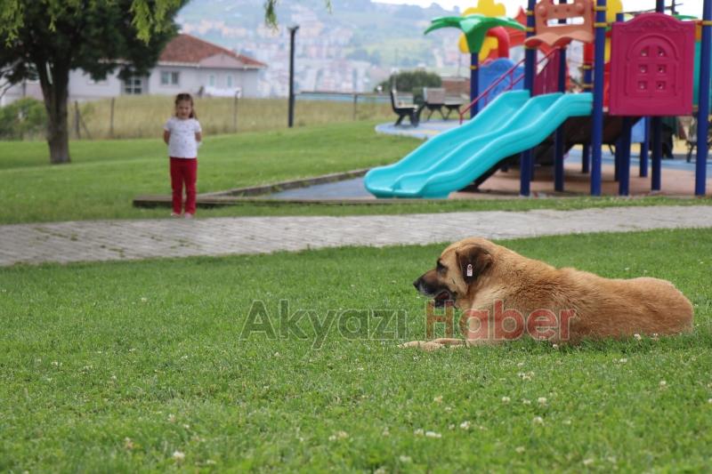 Parkta sokak köpeği dehşeti; Küçük kızı ısırdı