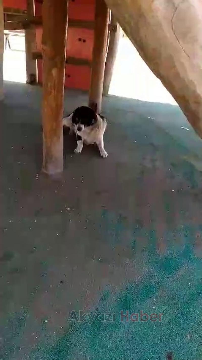 Parkta sokak köpeği dehşeti; Küçük kızı ısırdı