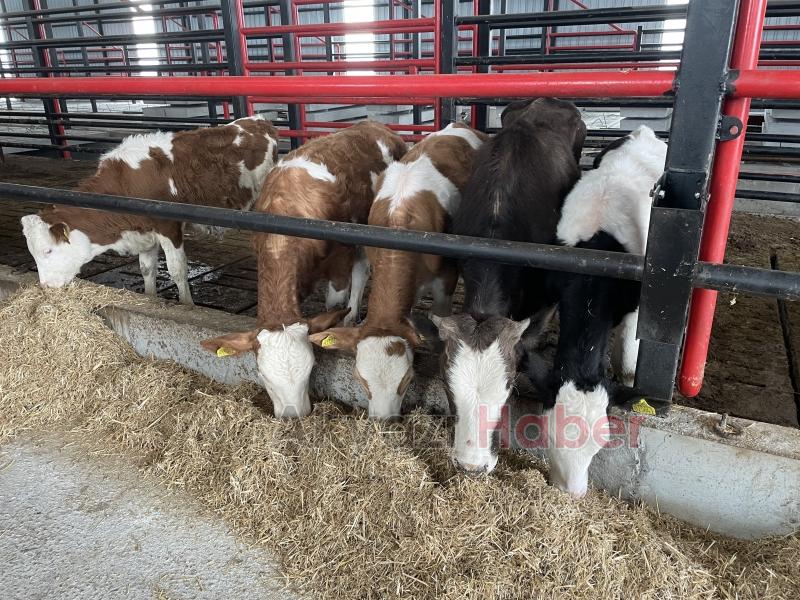 Kurbanda yurt dışı bağış arttı