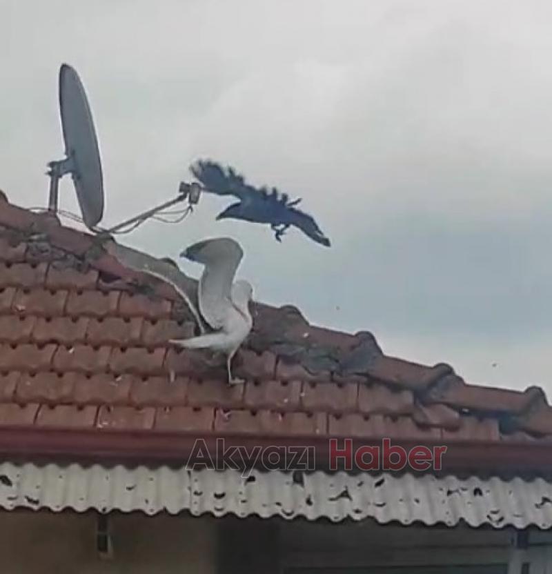 Martı, Anne Güvercinin Tüm Çabalarına Rağmen Güvercin Yavrusunu Öldürdü