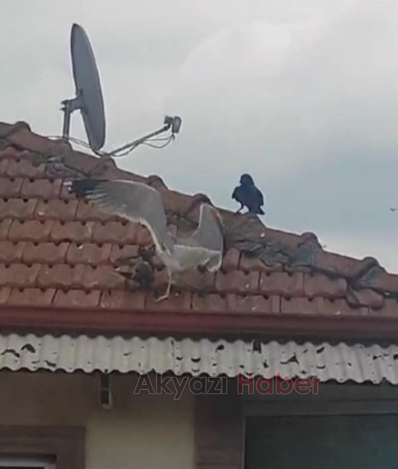 Martı, Anne Güvercinin Tüm Çabalarına Rağmen Güvercin Yavrusunu Öldürdü