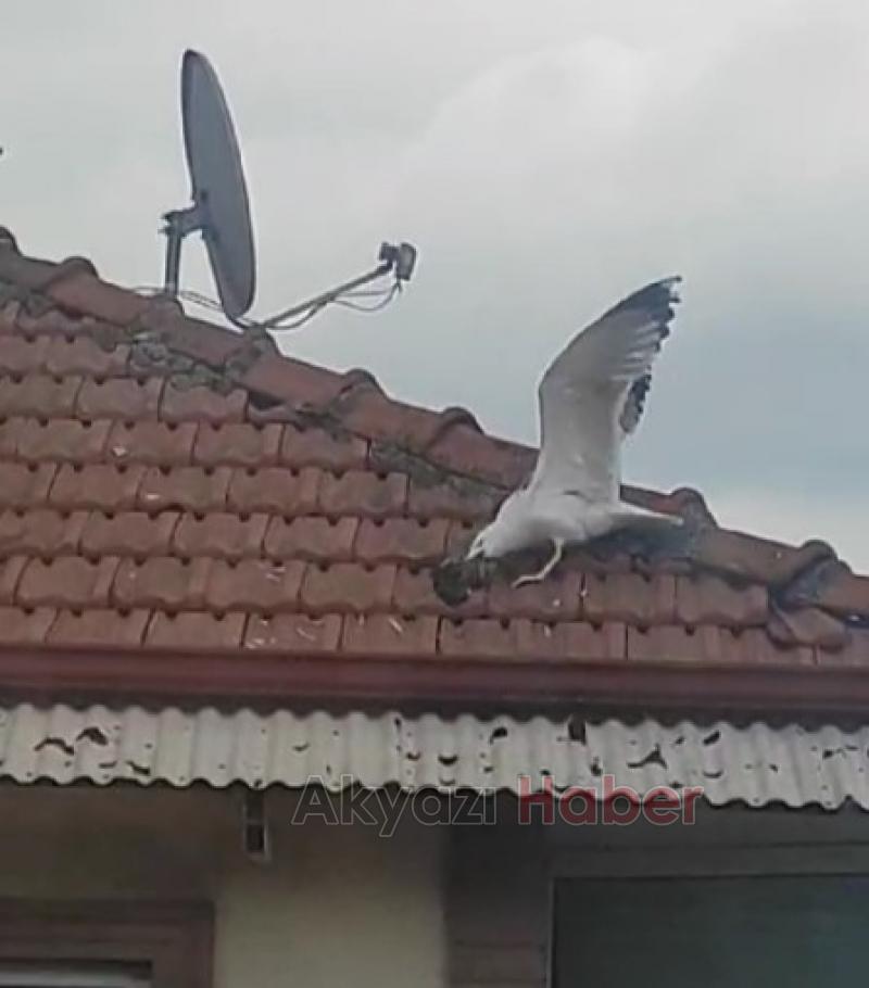 Martı, Anne Güvercinin Tüm Çabalarına Rağmen Güvercin Yavrusunu Öldürdü