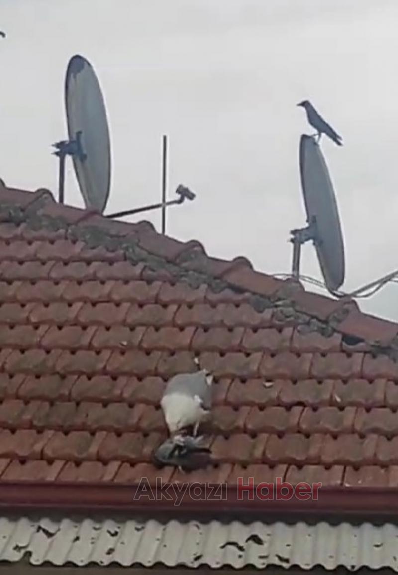 Martı, Anne Güvercinin Tüm Çabalarına Rağmen Güvercin Yavrusunu Öldürdü