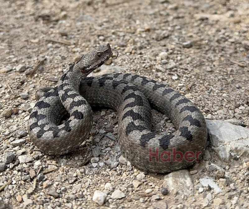 Boynuzlu engerek görüntülendi