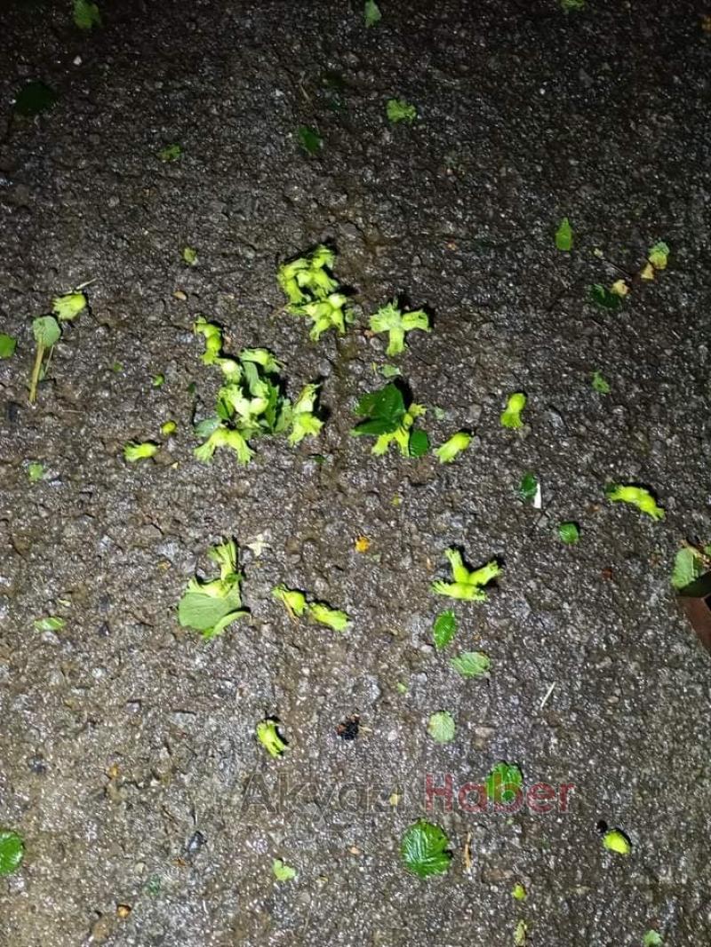 Dolu yağışı Ferizli ve Karasu'da fındığı vurdu