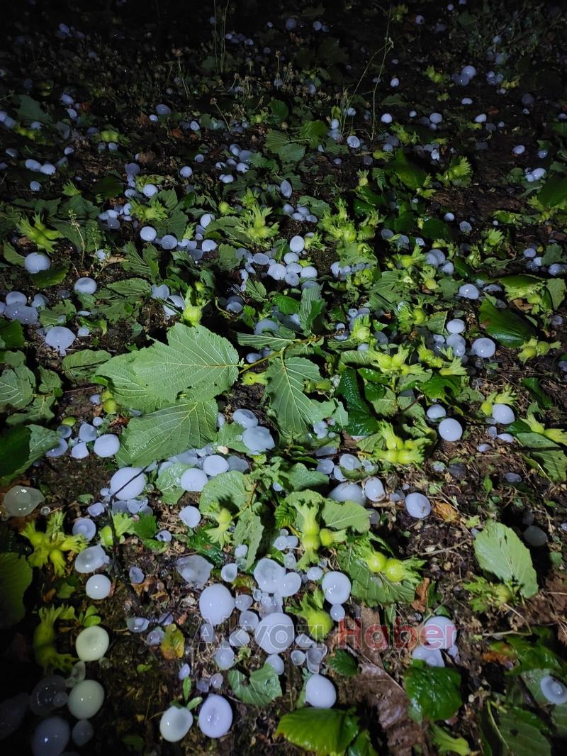 Dolunun vurduğu fındık bahçelerinde zarar tespiti yapılıyor