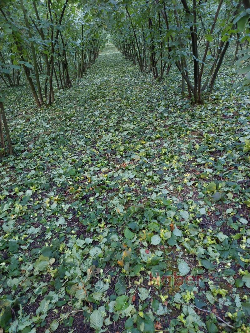 Dolunun vurduğu fındık bahçelerinde zarar tespiti yapılıyor