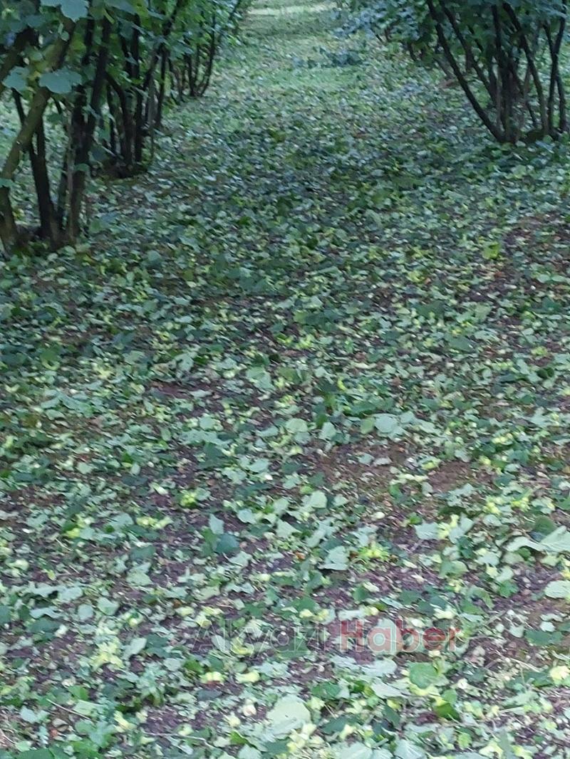 Dolunun vurduğu fındık bahçelerinde zarar tespiti yapılıyor