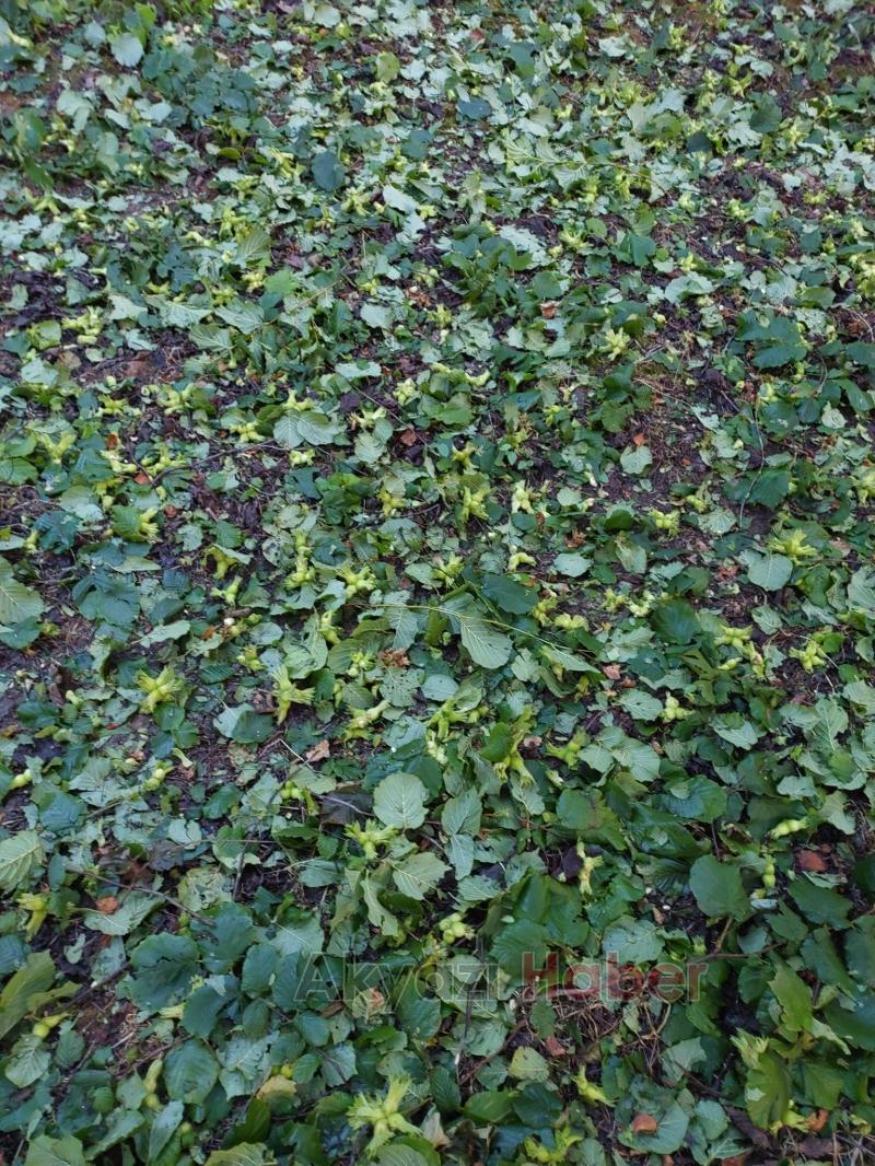 Dolunun vurduğu fındık bahçelerinde zarar tespiti yapılıyor