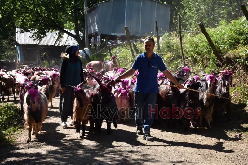 117 yıllık yayla göü