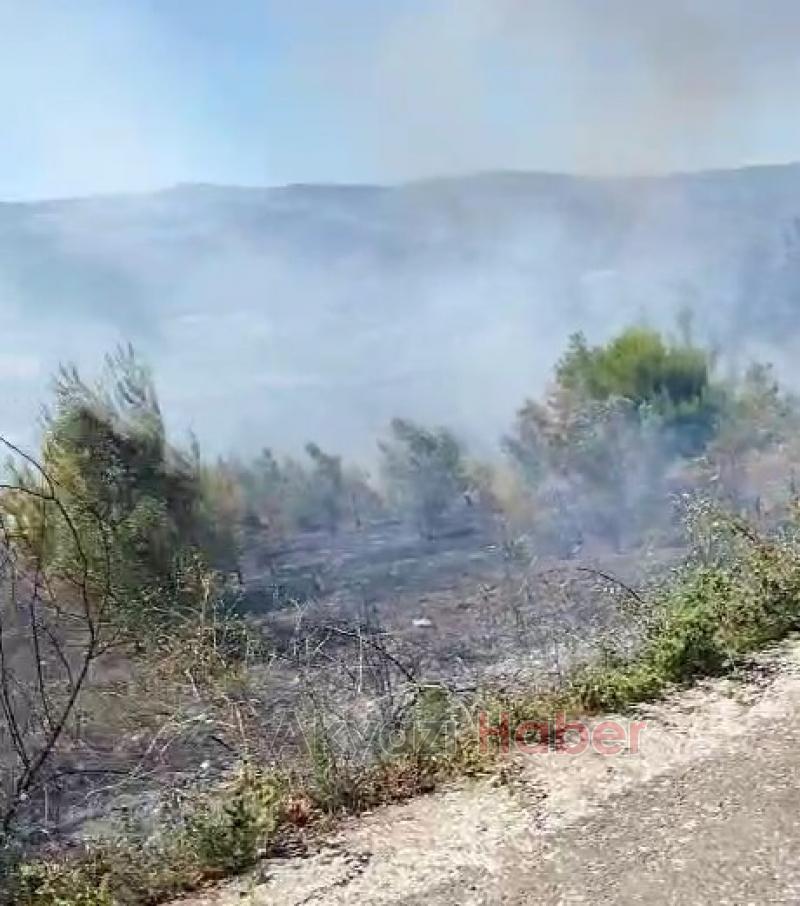 Pamukova'da orman yangını