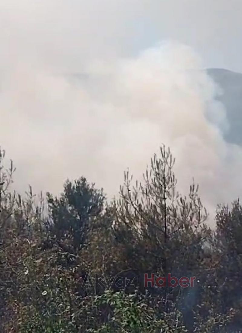 Pamukova'da orman yangını