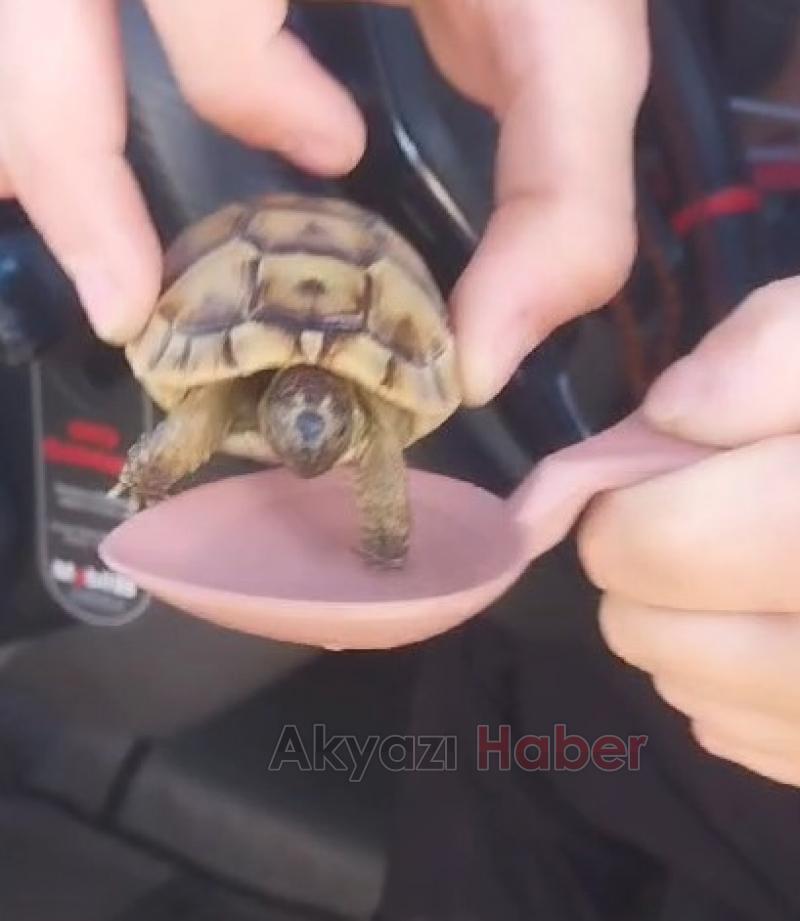 Pamukova'da orman yangını