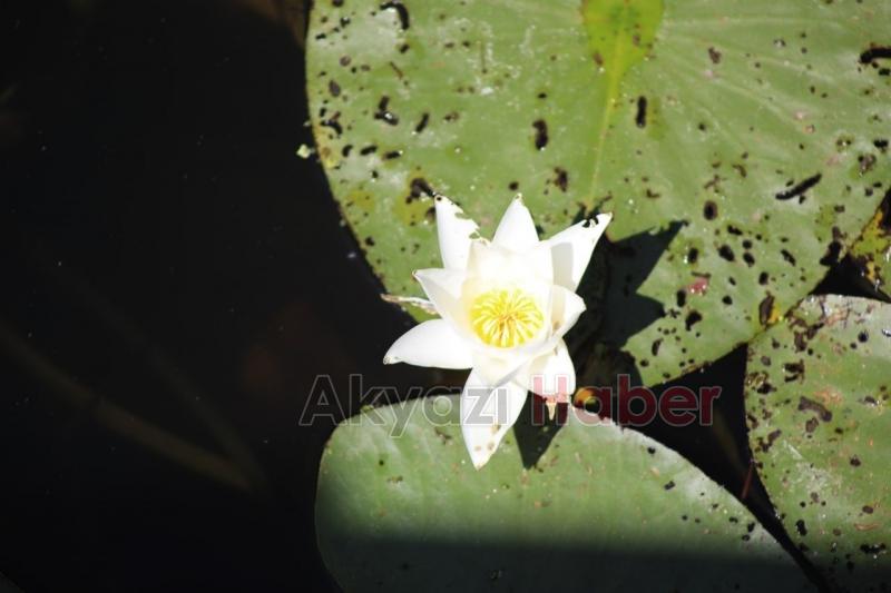 Acarlar Longozuna ziyaretçi akını