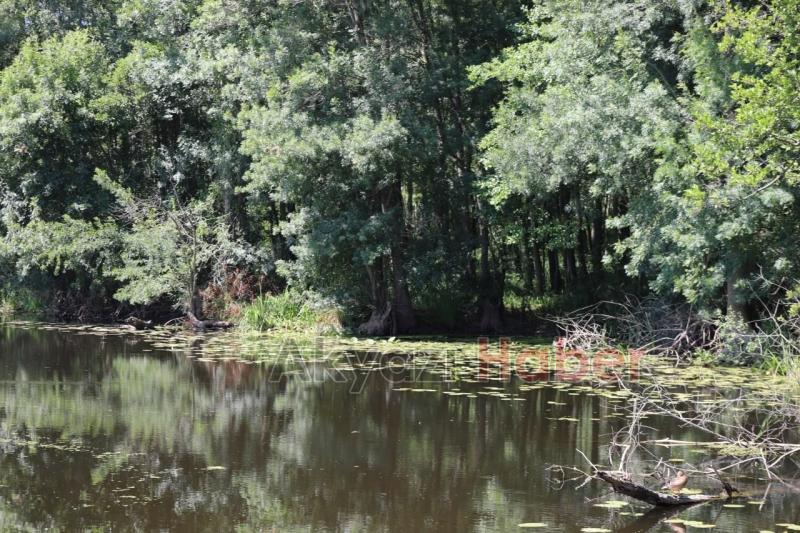 Acarlar Longozuna ziyaretçi akını