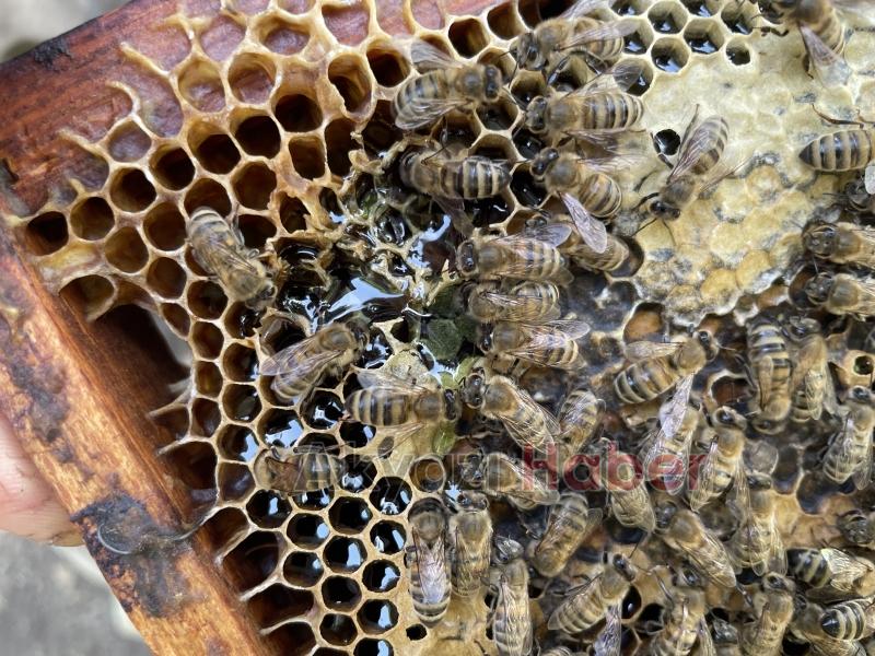 Kovanı açıp yemyeşil balı görünce şaşkına döndü