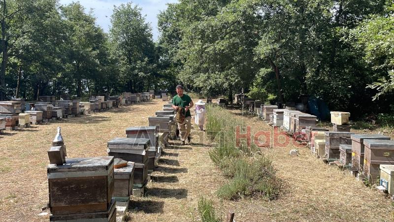 Kovanı açıp yemyeşil balı görünce şaşkına döndü