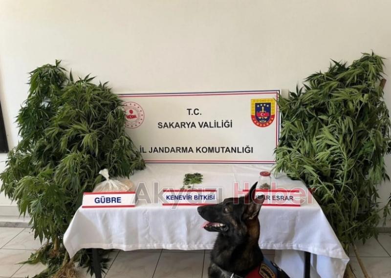 18 kilo esrar ele geçirildi