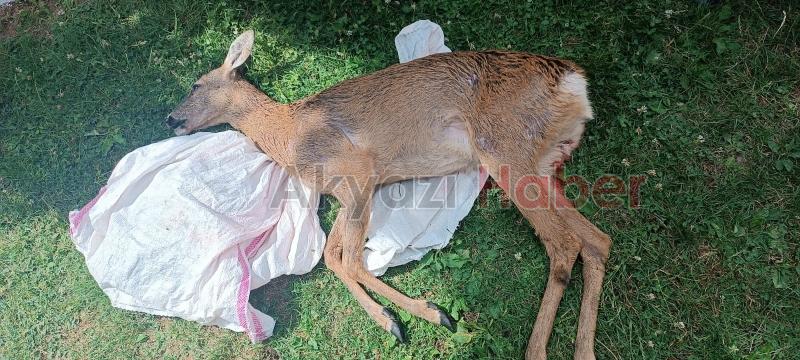 Akyazıda köpeklerin saldırdığı karaca öldü