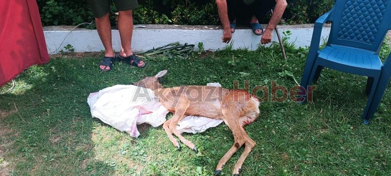 Akyazıda köpeklerin saldırdığı karaca öldü