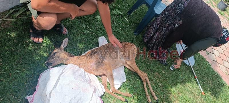 Akyazıda köpeklerin saldırdığı karaca öldü