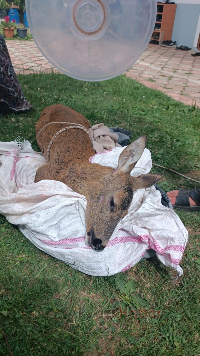 Akyazıda köpeklerin saldırdığı karaca öldü