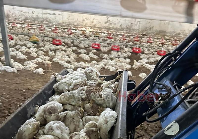 Tavuk çiftliğinde 17 bin tavuk telef oldu