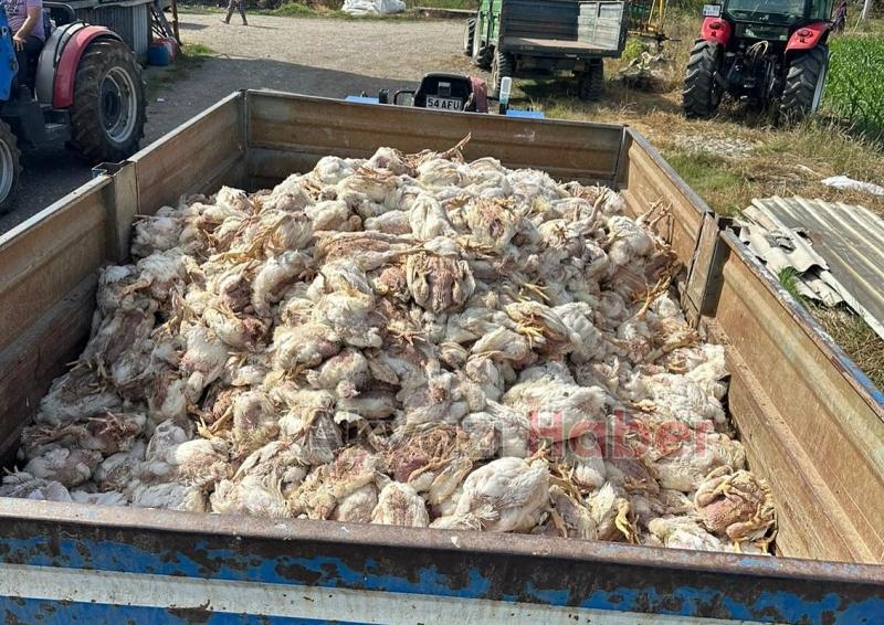 Tavuk çiftliğinde 17 bin tavuk telef oldu